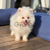Pomeranian Los Mejores Cachorros