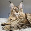 Raza De Gatos Maine Coons Hermosos 2