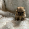 Baby Pomeranian Excelentes y Puros