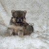 Baby Pomeranian Excelentes y Puros 2