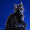 Gatos Maine Coons Tranquilos y Amorosos 2
