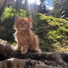 Maine Coon Hermosos Gatos Domesticos