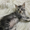 Maine Coon Hermosos Gatos Domesticos 2