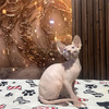 Unos Gatos Sphynxs Hermosos 2