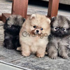 Divinos Pomerania Cachorros Puros