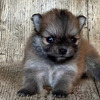 Divinos Pomerania Cachorros Puros 2