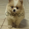 Pomerania Cachorros Mini Hermosos 2
