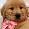 Golden Retriver Tiernos y Grandes