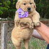 Golden Retriver Tiernos y Grandes 2