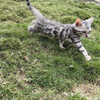 El Bengali Gatos Hermosos Excelentes