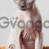 Excelentes Gatos Sphynxs Divinos 2
