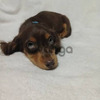 Teckel Salchica Hermosos Cachorros