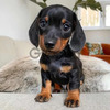 Teckel Salchica Hermosos Cachorros 2