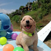 Golden Retriver Hermosos y Adorables