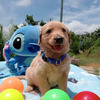 Golden Retriver Hermosos y Adorables 2