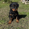 Rottweiler Lindos Ejemplares