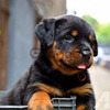 Rottweiler Lindos Ejemplares 2