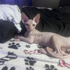 Gatos Sphynxs Raza Excelente Babys