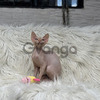 Gatos Sphynxs Raza Excelente Babys 3