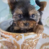 Ejemplares Yorkie Miniatura 2