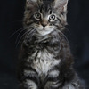 Maine Coon Gatos Mascotas Hermosos