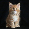 Maine Coon Gatos Mascotas Hermosos 2