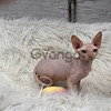 Sphynxs Gatos Mascotas En Medellín 3