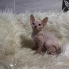Sphynxs Gatos Mascotas En Medellín 4