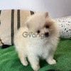 Pomerania Ejemplares Cachorros Mini