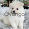 Pomerania Ejemplares Cachorros Mini 2