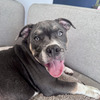 American Bully hembra en busca de hogar❤️