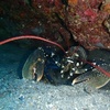 Bautismo de buceo (mar)