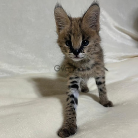 Chatons Serval Exotiques de Haute Qualité Disponibles