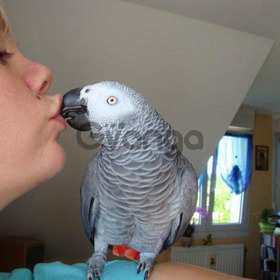 Couple de Perroquet gris du Gabon
