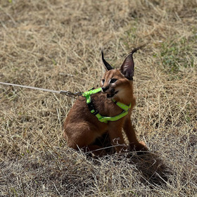Beautiful caracal kittens are available