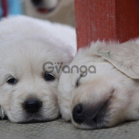 Golden Retriever mâle et femelle