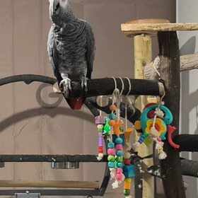 Offre perroquet gris de gabon