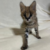 Chatons Serval Exotiques de Haute Qualité Disponibles 1