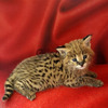 Chatons Serval Exotiques de Haute Qualité Disponibles 2