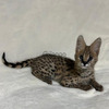 Chatons Serval Exotiques de Haute Qualité Disponibles 3