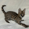 Chatons Serval Exotiques de Haute Qualité Disponibles 4