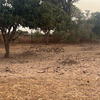 Terrain de 600 mètres carrés à vendre à Malicounda Sénégal 3