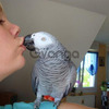 Couple de Perroquet gris du Gabon 1