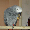 Couple de Perroquet gris du Gabon 2