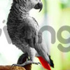 Donne magnifique Perroquet Gris du Gabon