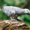 Donne magnifique Perroquet Gris du Gabon 2