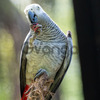 Donne magnifique Perroquet Gris du Gabon 3