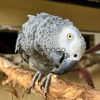 Donne magnifique Perroquet Gris du Gabon 4