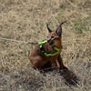 Beautiful caracal kittens are available 1