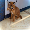 Beautiful caracal kittens are available 2
